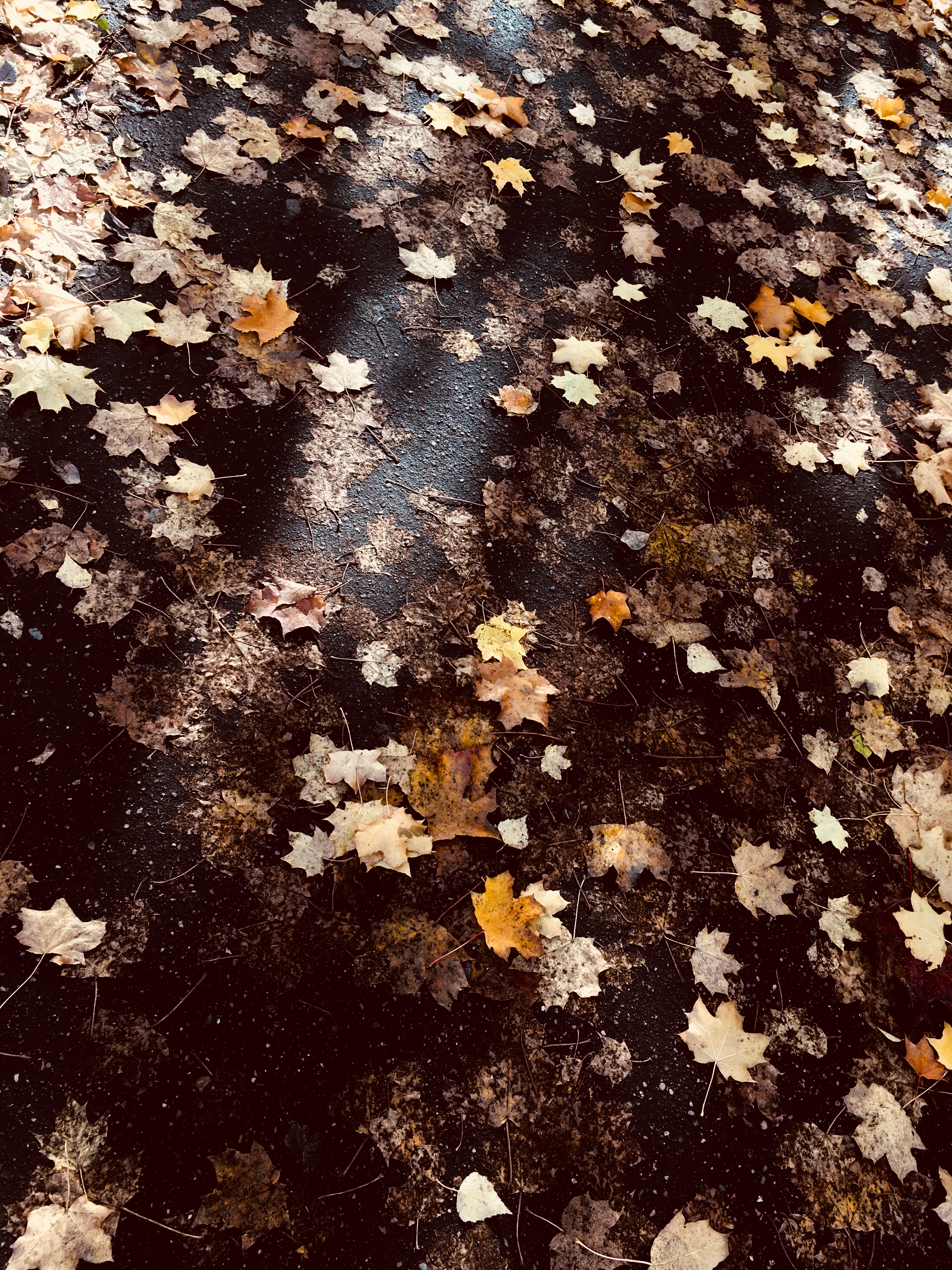 40C74B79 C8CA 44C6 B21F B27EF4C6D4D6