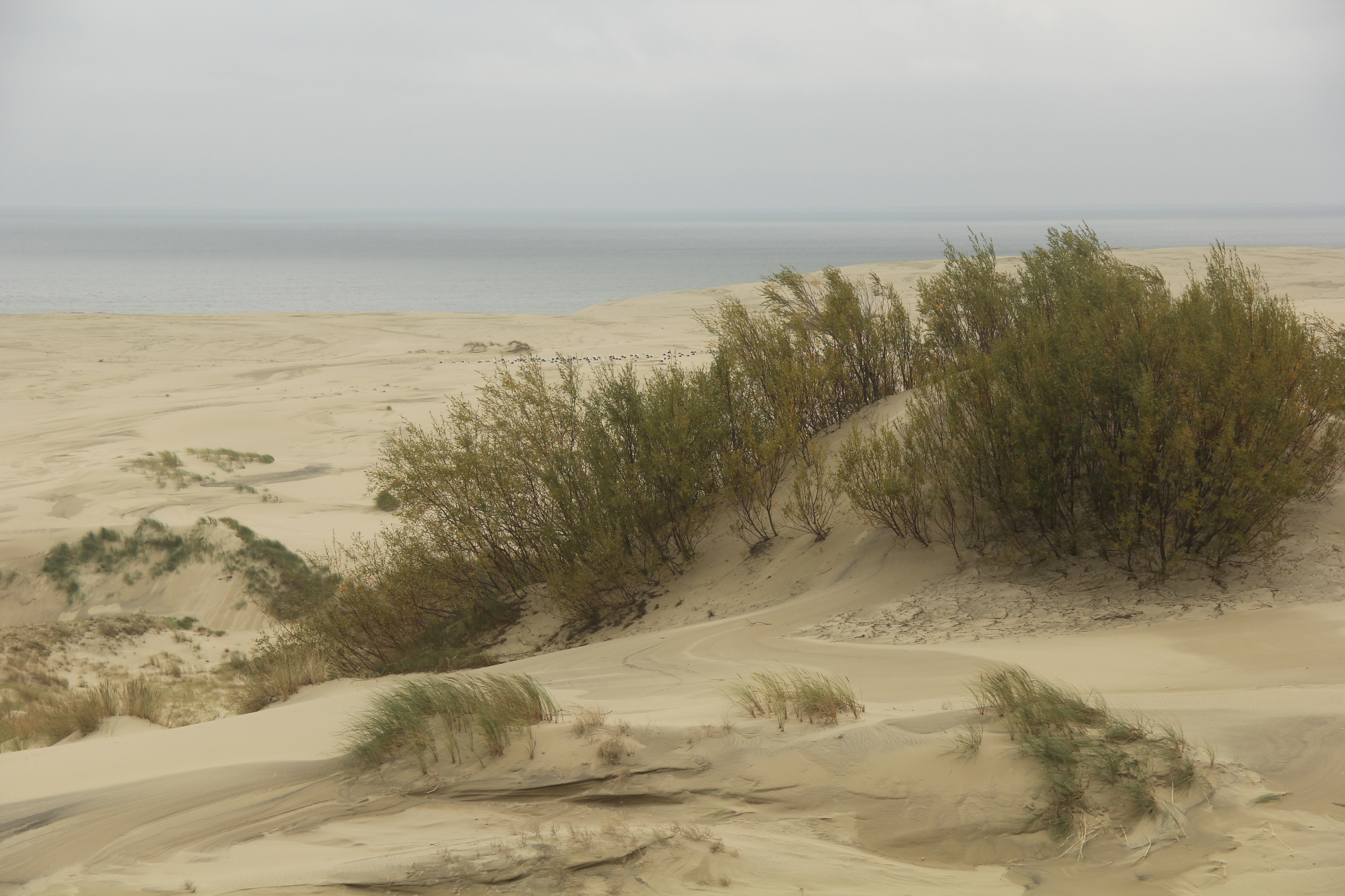 58DA212C 9D3A 4CCF B926 A0EC8A0D6DA2