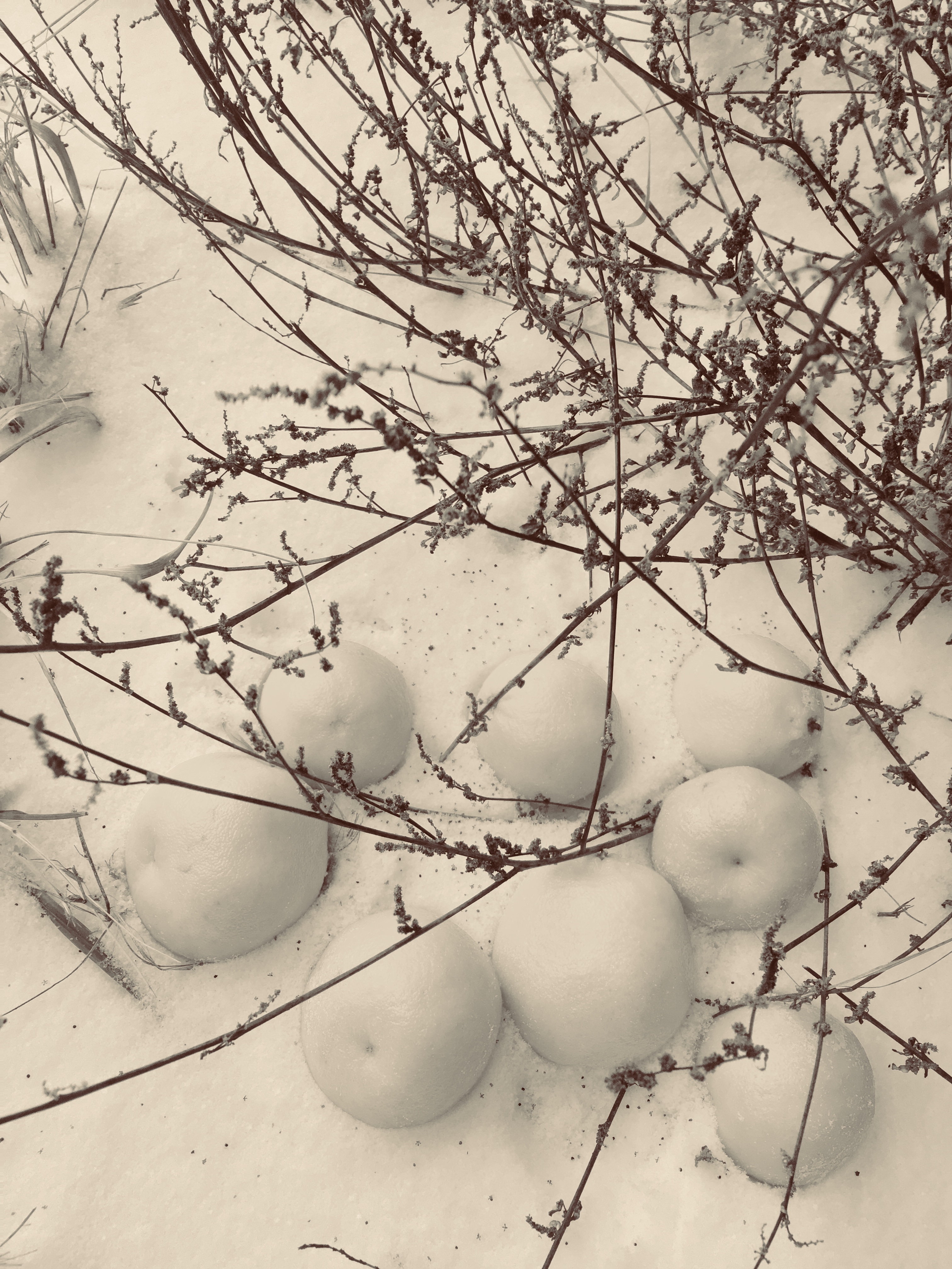 8BC76463 3473 4217 BDFB 5C42AD886CDC