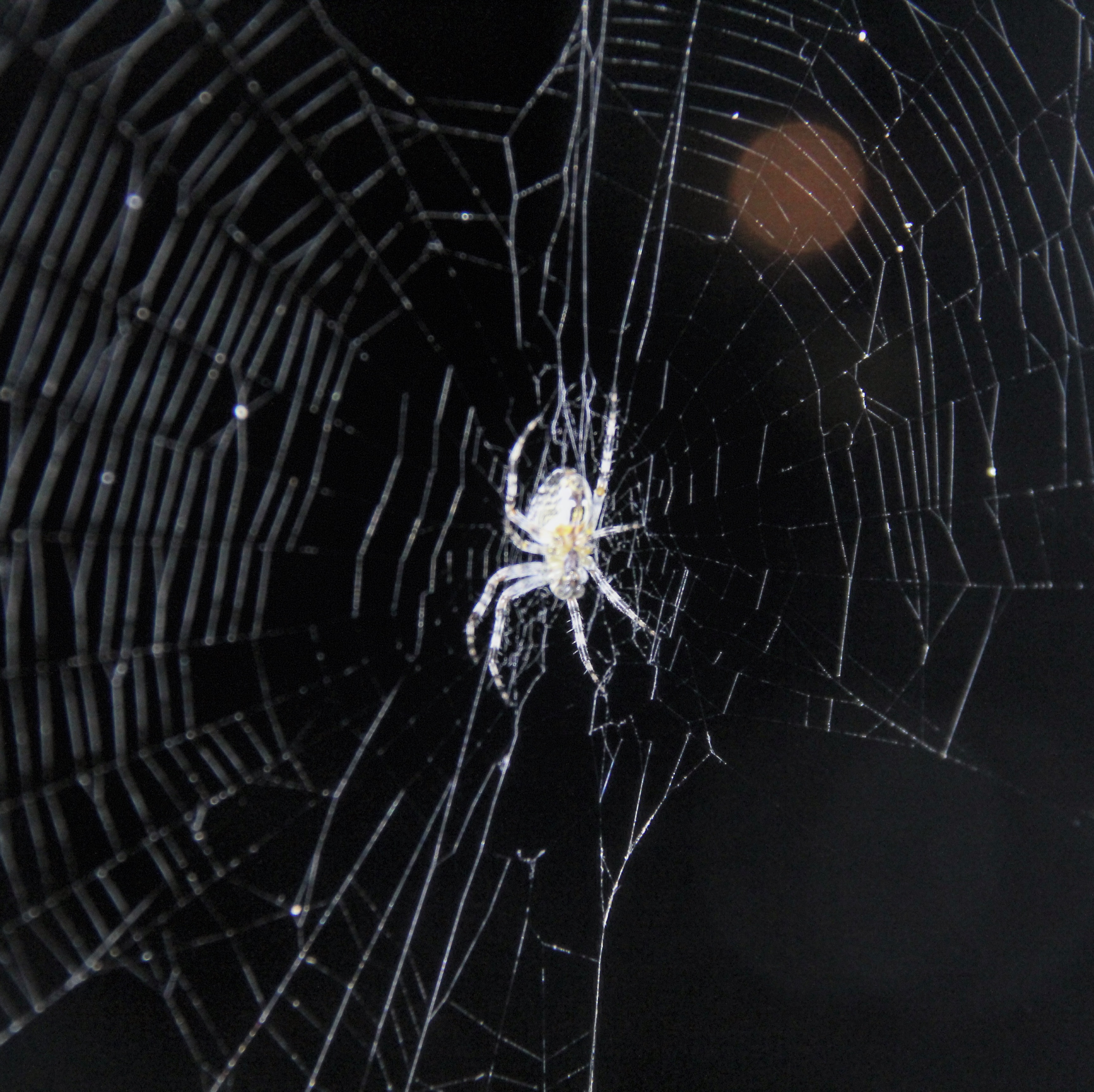 9A922394 ED0C 4F5A B79C 075F64B8AA96