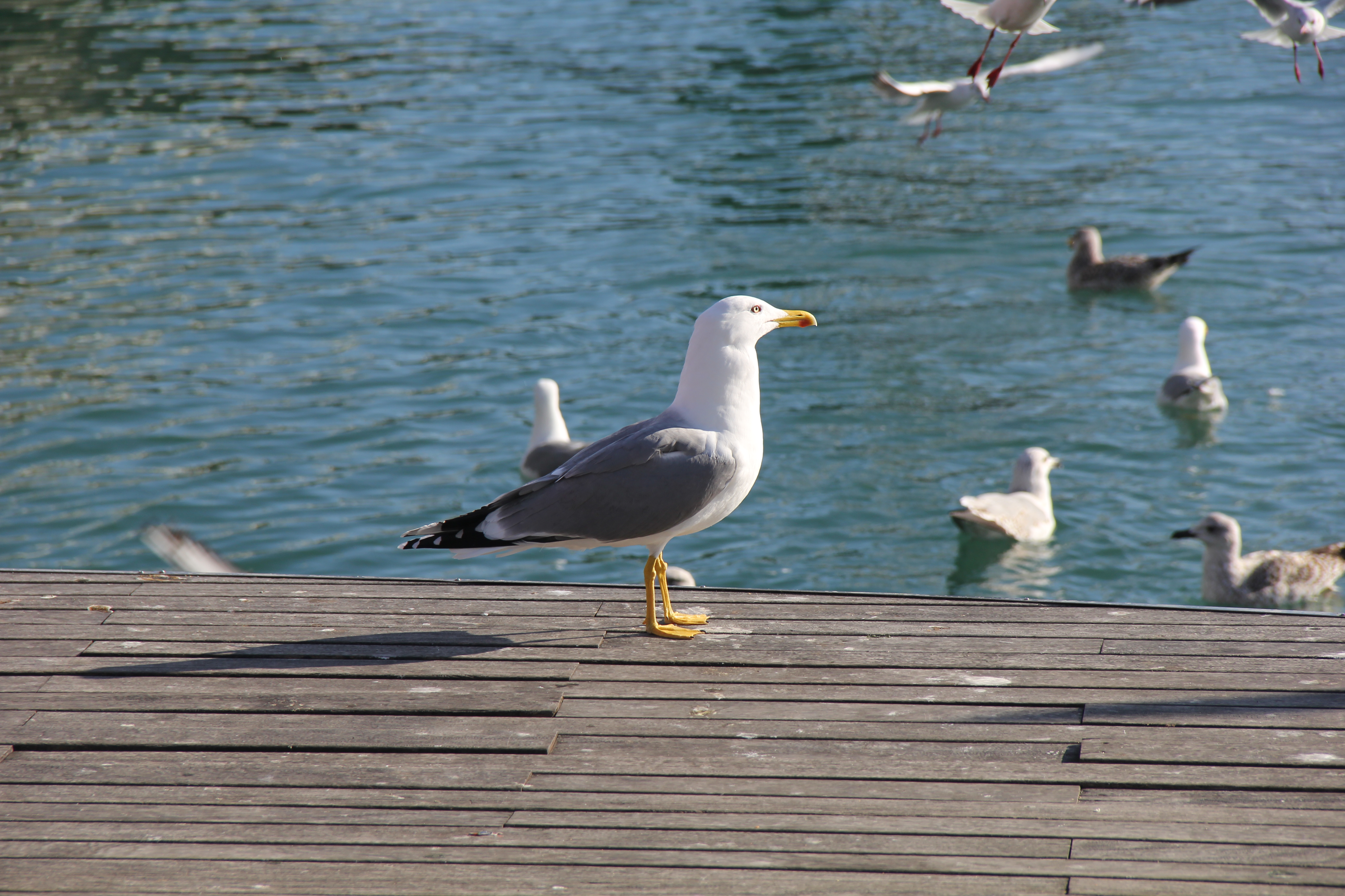 3e077d664912f3543e87f6008dd81083